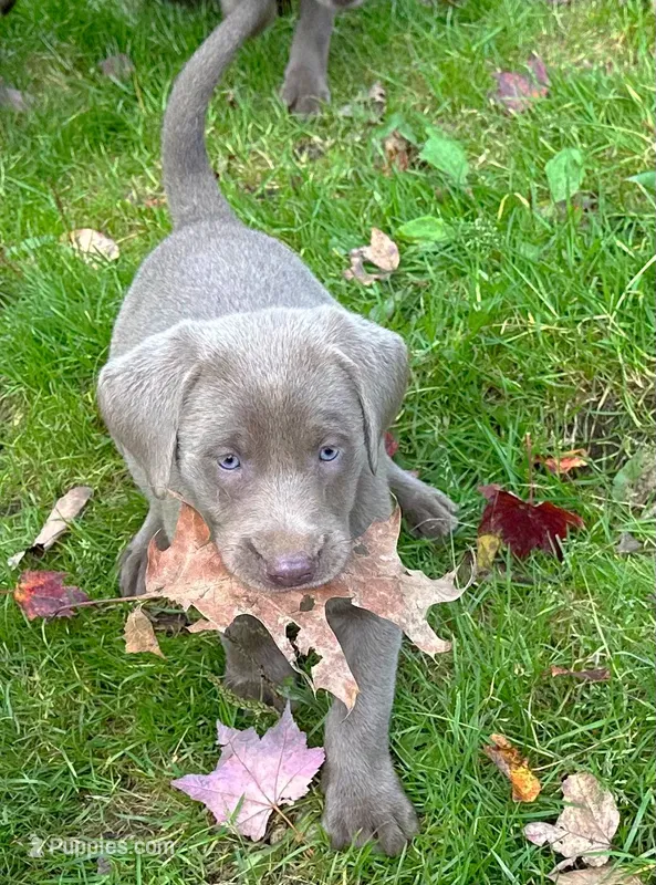 Lexie – Labrador Retriever puppy for sale in Ashburnham, MA