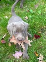 Lexie, a female Labrador Retriever for sale in Ashburnham, MA – 1 of 2