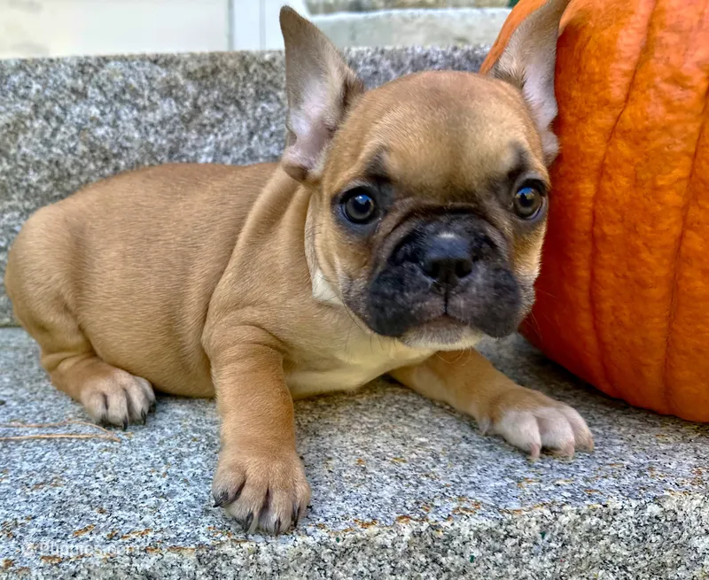 AKC Oakley – French Bulldog puppy for sale in Ashburnham, MA