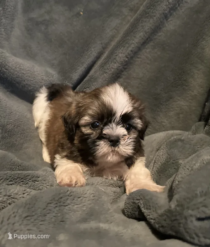 Bailey  – Shih Tzu puppy for sale in Ashburnham, MA