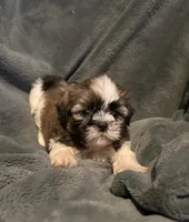 Bailey , a male Shih Tzu for sale in Ashburnham, MA – 1 of 7
