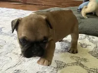 AKC Oakley, a male French Bulldog for sale in Ashburnham, MA – 7 of 9