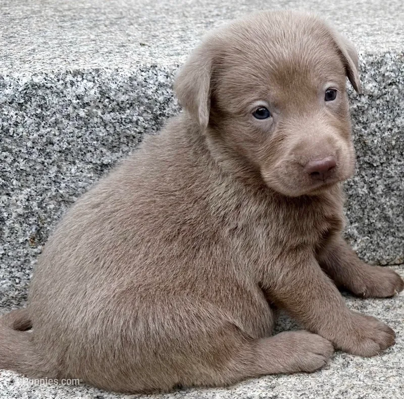 Ellie – Labrador Retriever puppy for sale in Ashburnham, MA