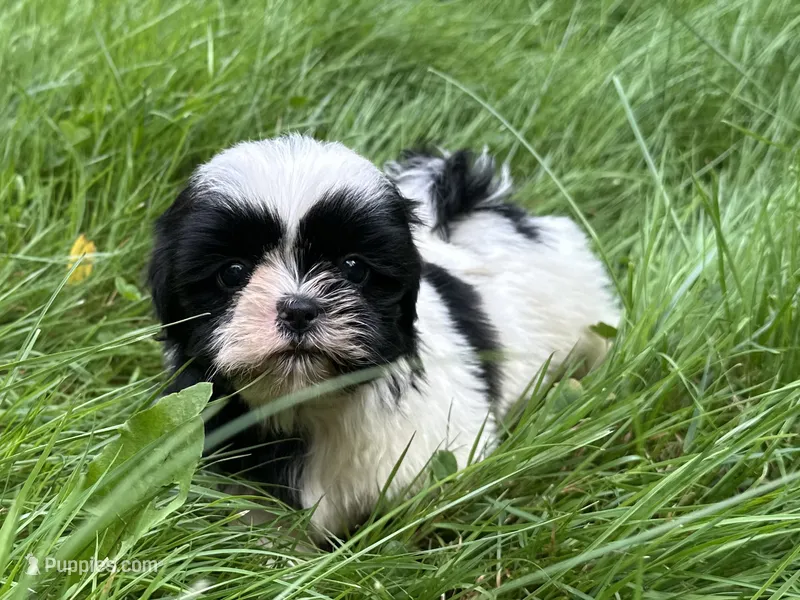 Lucy – Shih Tzu puppy for sale in Ashburnham, MA
