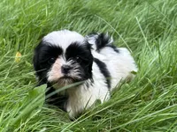 Lucy, a female Shih Tzu for sale in Ashburnham, MA – 1 of 6