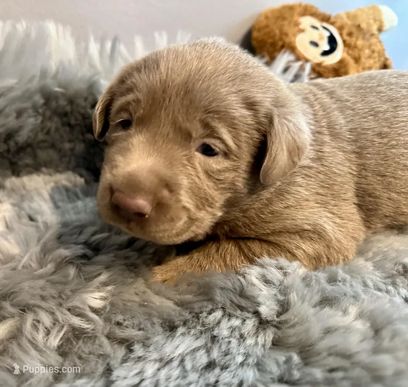 Ranger  – Labrador Retriever puppy for sale in Ashburnham, MA