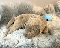 Ranger , a male Labrador Retriever for sale in Ashburnham, MA – Photo 3 of 3