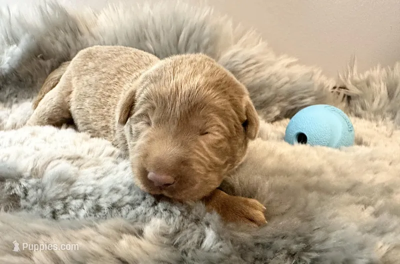 Ranger  – Labrador Retriever puppy for sale in Ashburnham, MA