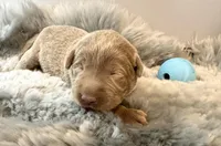 Ranger , a male Labrador Retriever for sale in Ashburnham, MA – Photo 1 of 3