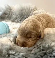 Ranger , a male Labrador Retriever for sale in Ashburnham, MA – Photo 2 of 3