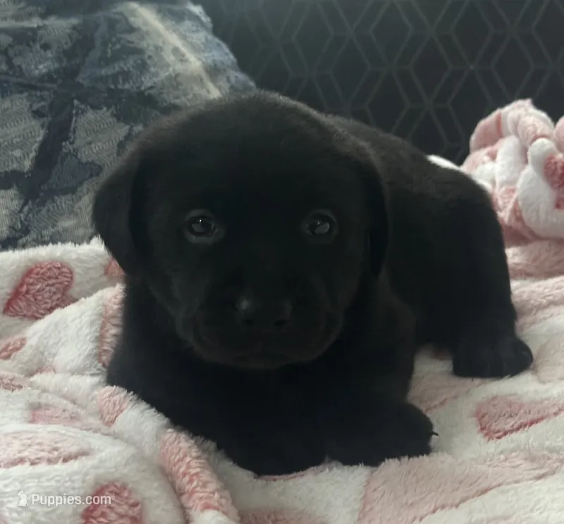 Phoebe  – Labrador Retriever puppy for sale in Ashburnham, MA