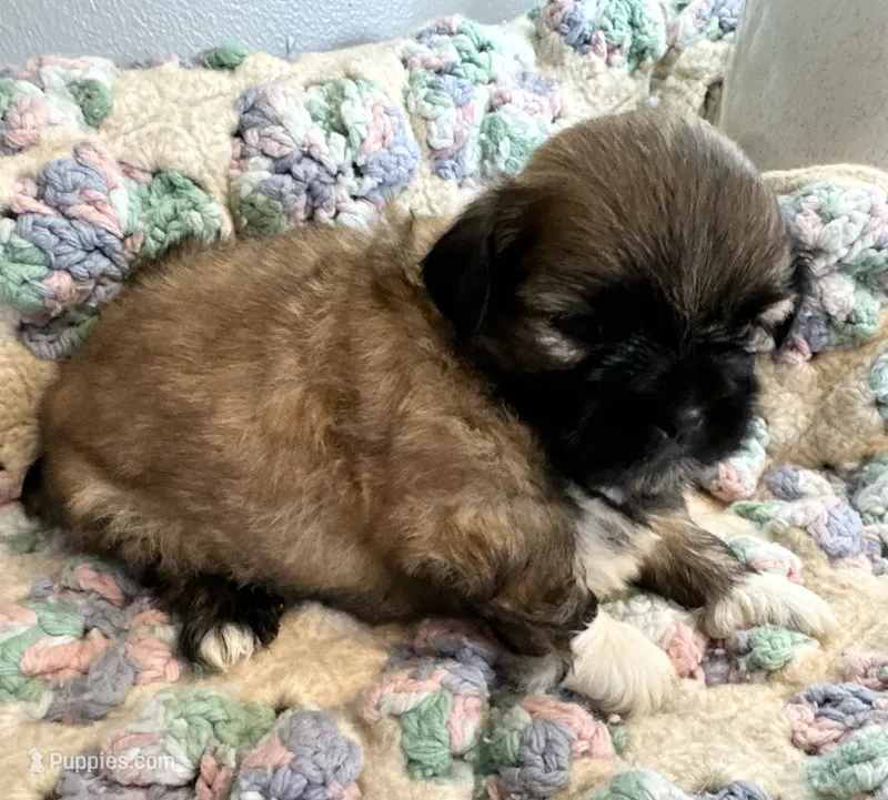 Dozer – Shih Tzu puppy for sale in Ashburnham, MA