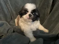 Hero, a male Shih Tzu for sale in Ashburnham, MA – 6 of 6