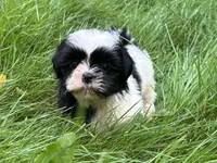 Lucy, a female Shih Tzu for sale in Ashburnham, MA – 3 of 6