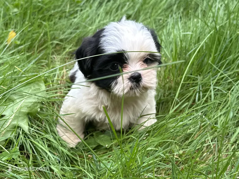 Coco – Shih Tzu puppy for sale in Ashburnham, MA