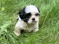Coco, a female Shih Tzu for sale in Ashburnham, MA – 1 of 8