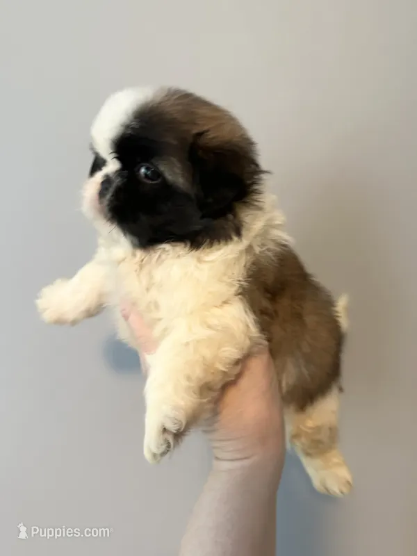 Hero – Shih Tzu puppy for sale in Ashburnham, MA