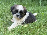 Nemo, a male Shih Tzu for sale in Ashburnham, MA – 4 of 7
