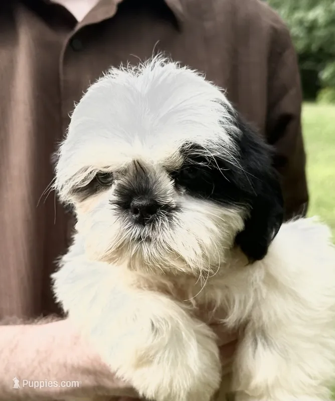 Duke – Shih Tzu puppy for sale in Ashburnham, MA