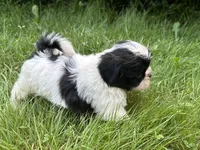 Benny, a male Shih Tzu for sale in Ashburnham, MA – 2 of 6