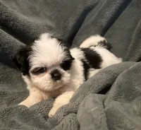 Duke, a male Shih Tzu for sale in Ashburnham, MA – 3 of 6