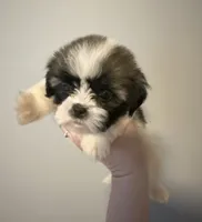 Kevin, a male Shih Tzu for sale in Ashburnham, MA – 7 of 7
