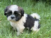 Nemo, a male Shih Tzu for sale in Ashburnham, MA – 6 of 7