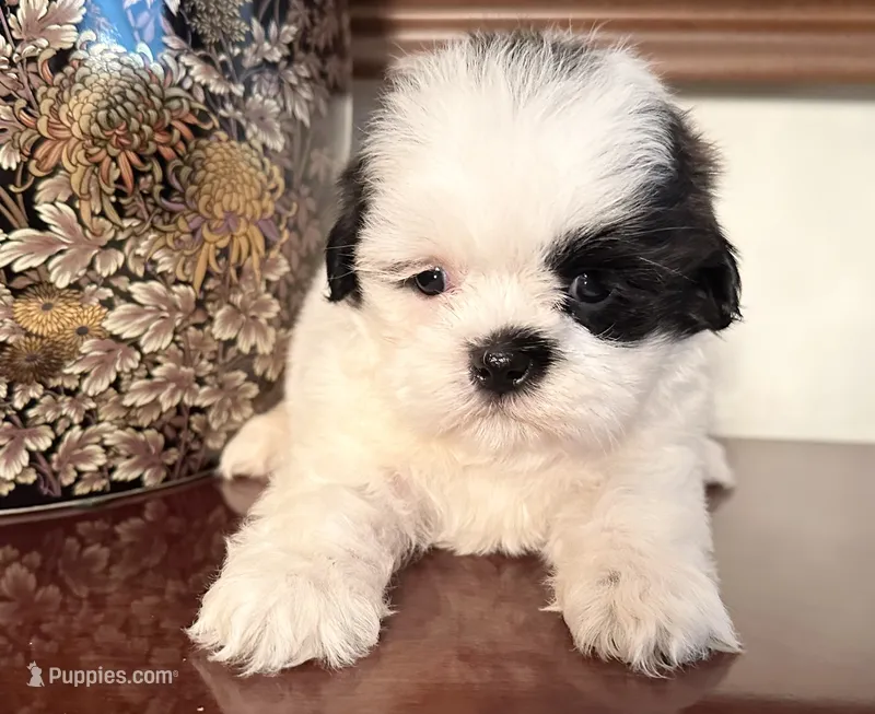Ms. Sassafras – Shih Tzu puppy for sale in Ashburnham, MA
