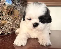 Ms. Sassafras, a female Shih Tzu for sale in Ashburnham, MA – 1 of 4