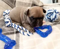 Oakley, a male French Bulldog for sale in Ashburnham, MA – 8 of 9