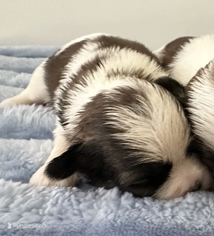 Benny – Shih Tzu puppy for sale in Ashburnham, MA
