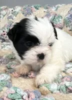 Daisy , a female Shih Tzu for sale in Ashburnham, MA – 2 of 4