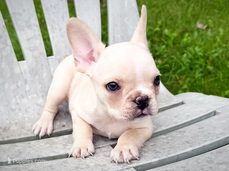 AKC Cooper – French Bulldog puppy for sale in Ashburnham, MA