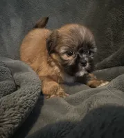 Bree, a female Shih Tzu for sale in Ashburnham, MA – 3 of 6