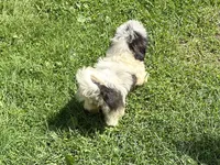 Coco , a female Shih Tzu for sale in Ashburnham, MA – 4 of 4
