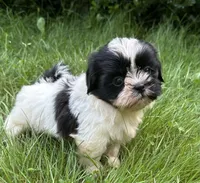 Benny, a male Shih Tzu for sale in Ashburnham, MA – 3 of 6