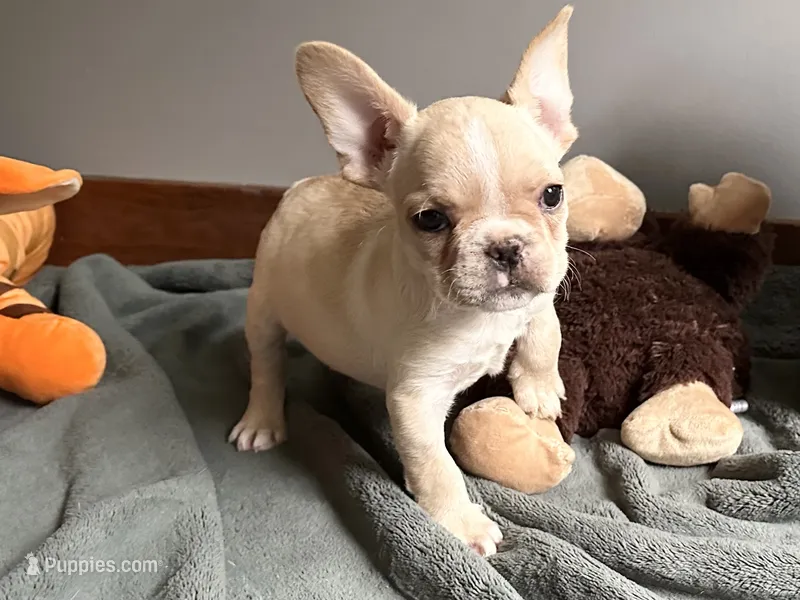 AKC Truffle – French Bulldog puppy for sale in Ashburnham, MA