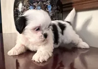 Mr.  Fletcher, a male Shih Tzu for sale in Ashburnham, MA – 3 of 6