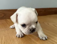 AKC Cooper, a male French Bulldog for sale in Ashburnham, MA – 6 of 7