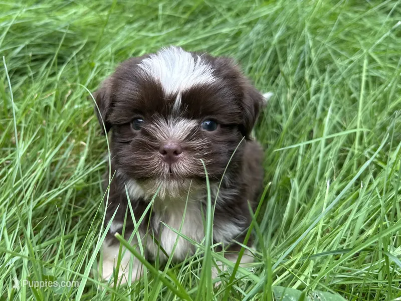 Jiffy – Shih Tzu puppy for sale in Ashburnham, MA