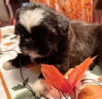 Ms. Tabitha, a female Shih Tzu for sale in Ashburnham, MA – 6 of 6