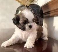 Mr Huggable , a male Shih Tzu for sale in Ashburnham, MA – 5 of 7