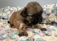 Jamie , a male Shih Tzu for sale in Ashburnham, MA – 6 of 6