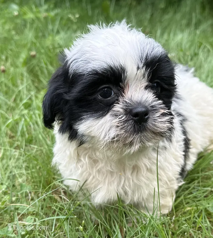 Hamilton  – Shih Tzu puppy for sale in Ashburnham, MA