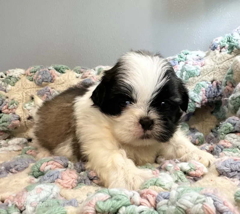 Nemo – Shih Tzu puppy for sale in Ashburnham, MA