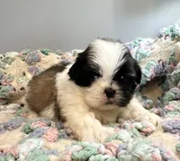 Nemo, a male Shih Tzu for sale in Ashburnham, MA – 1 of 4