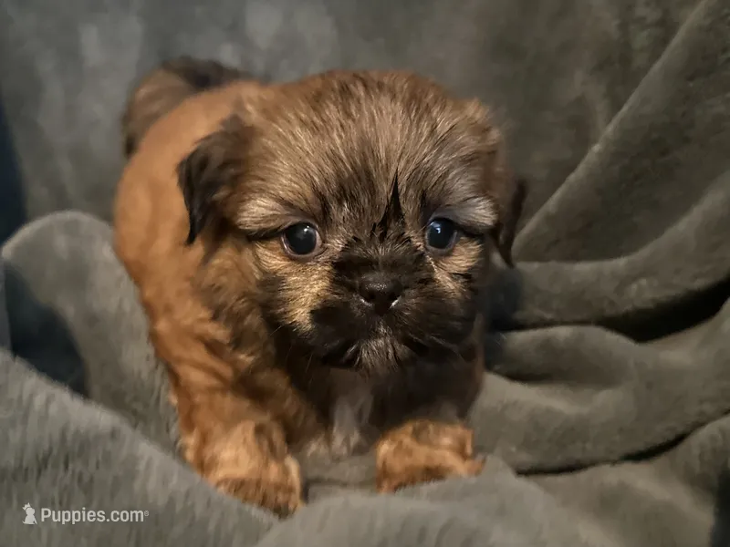 Jamie  – Shih Tzu puppy for sale in Ashburnham, MA