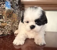 Ms. Sassafras, a female Shih Tzu for sale in Ashburnham, MA – 3 of 4