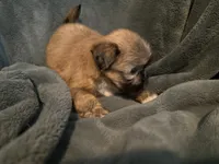 Bree, a female Shih Tzu for sale in Ashburnham, MA – 4 of 6