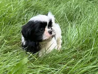 Lucy, a female Shih Tzu for sale in Ashburnham, MA – 5 of 6